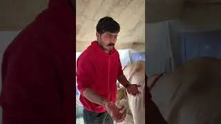 Check Breed quality by Malwa Farm || Gurwinder Dairy Farm