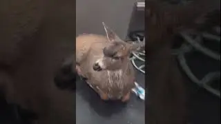 Deer struggling in cold Alaskan waters saved by wildlife troopers