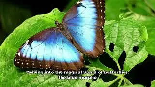 Blue Morpho Butterfly | Top 10 beautiful facts