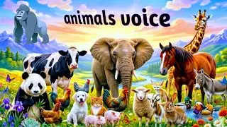 WILD ANIMALS SOUND)bear 🧸 tiger 🐅 fish bird 