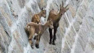 9 Greatest Animal Abilities 🙀