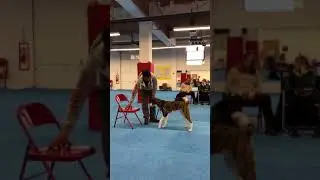 Distraction Training Demo with Kamal Fernandez