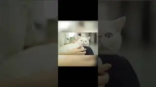 Pet friendly fabrics