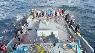 Full video of how we catch skipjack tuna by pole and line