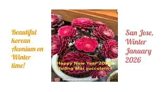 Beautiful Aeonium Korean in Winter time, San Jose - January 2026