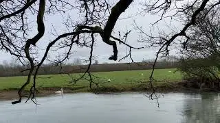 Rousham Swans February 2025
