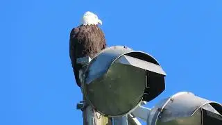 11/30/25 - Mama Riverbend Eagle (with damaged cere) on ballfield light pole