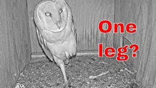 😲 Unreal Owl Behavior! 🦉 | The One-Leg Illusion Caught Live