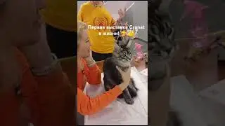 Granat 2 место в шоу мейн-кунов и 3 на WCF ринге котят! 💪👍👏👏👏 #cat #catslover #кот #mainecoon