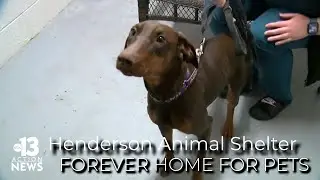 Despite full capacity, Henderson Animal Shelter urges responsible adopting