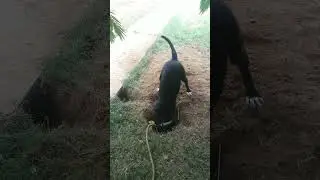 Bullish Lab 