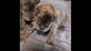 Merle Mastiffs, Rare Mastiffs&hellip; The Champion Breed Way