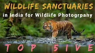 Top 5 Wildlife Sanctuaries in India for Wildlife photography (4K)