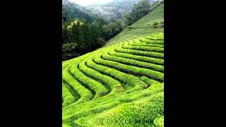 top 🌎 3 tea country, come know#informative #viral #new #top 1 video #please viral video