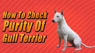 How To Check Purity Of Gull Terrier | Gull Terr Dog | Dogs Junction.