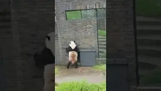 Panda Bao bao Wall dance