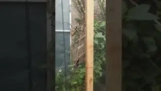 Giant Spiders at Colorado Butterfly Pavilion 2018