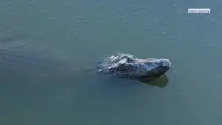 Gator spotted just chilling in the water at Gator Country in Beaumont