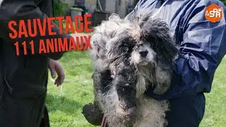 Sauvetage de 111 animaux qui vivaient dans des conditions désastreuses