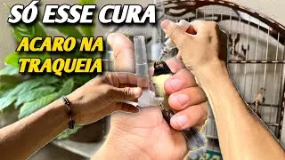 DE TODOS OS REMÉDIO PRA CURAR ROUQUIDÃO NOS PÁSSAROS SÓ ESSE CUROU DE VEZ 