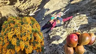 Esmat's Exciting Journey to the Mountains to Collect Mangoes 🍈🏔️