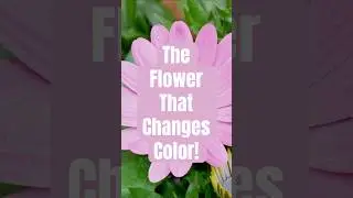 Meet the African Daisy: The Flower That Changes Color!  #garden #plantlover #facts #fyp
