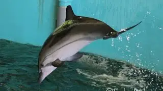 Albino Bottlenose Dolphin, Striped & Spotted Dolphin Training Session at Taiji Whale Museum　太地町くじら館