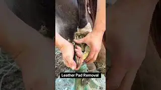 I love some leather pads. #fyp #satisfyingvideo #asmr #horses #farriers #woodworking #farriers