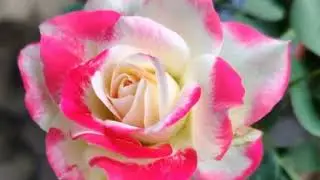🌹🌹🌹🌹🌹 Rose pink rose just PHOTOGRAPHY vibes 😍😊😍😉 VIEWJUST AMAZING BEAUTIFUL pictures