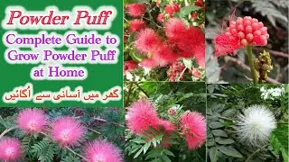 Powder Puff Beautiful Flowering Plant | How to grow care and fertilize 