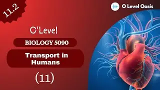 Coronary Heart Disease (CHD) | Chapter 11 | Transport in Humans | Unit 11.2 | Heart