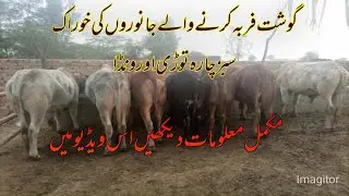 Wacha Farm Feed Formulation, Sabaz Chara,Toori,Aur Wanda.Cattle Farm feed