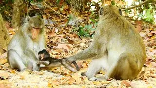 Baby monkey Anissa looks safe when she stay with father Aron but Anissa can't survive if no milk.