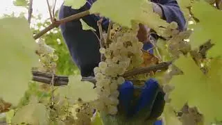 Podgoria Vie-Vin Lechința | Transylvania