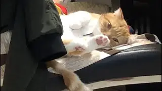 After rejected by Idol Gray, Furry Orange feels upset | Pring Pring Cats  #毛昕 #毛馨