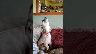 Howling Chihuahua