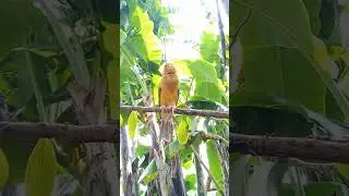 Canary Singing in the morning #canarysinging #birds #kenarigacor #kenari #kenari3in1 #masterankenari