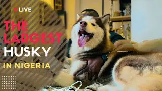Episode 20: Hanging Out With Bolt and Pamilerin | My Dog & I