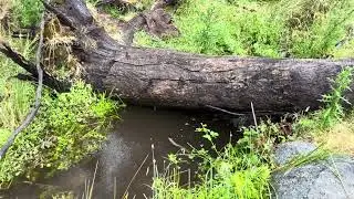Сбор дождевой воды летом.