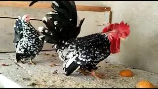 garnize nagazaki, Black mottled