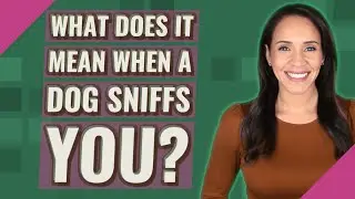 What does it mean when a dog sniffs you?