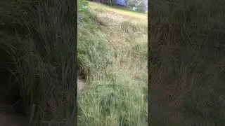 damage  paddy in heavy rain #shorts Damage paddy heavy rain