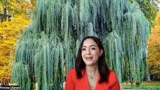 Near-Death Experience of Dr. Pontea Dianati / Renowned Energy Healer, Spiritual Mentor, & Soul Guide