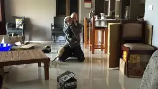 Ferret Jump Fail