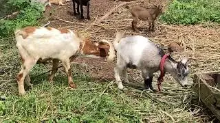 Young Sokoto Red buck mating with a West African dwarf doe