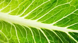 NBC 4 Today at 6 a.m.Giant Eagle voluntarily recalls red and green leaf lettuce due to possible E. c