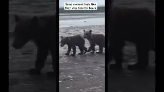 These young cubs wandered by slowly, curiously, without fear or hurry.