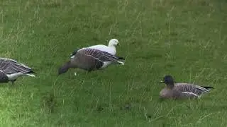 Ross's Goose - Hunterston, Ayrshire, December 2021