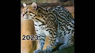 2023 ocelot and 5000 bce ocelot #trending shorts