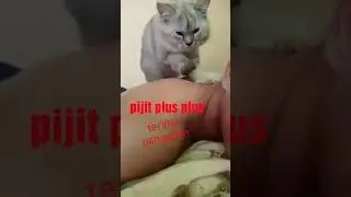 Pijat plus plus Kucing NGAKAK!!
